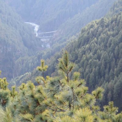 Bunjy Jumping