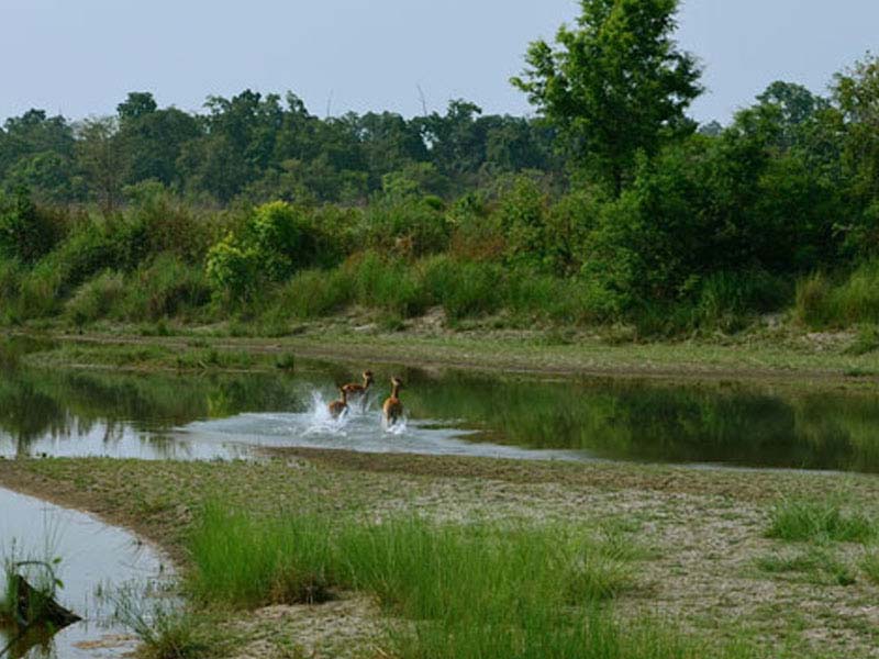 Bardia Jungle Safari